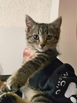 Rescue Domestic Medium Hair Cats for Adoption in Fort Collins, Colorado - Penguin | PetCurious