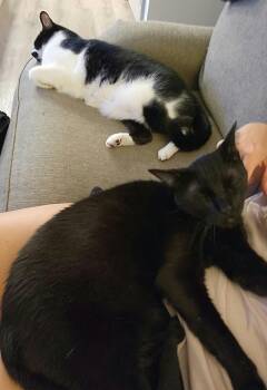 Domestic Short Hair Cats Available for Adoption in Houston, Texas - Auggie | PetCurious