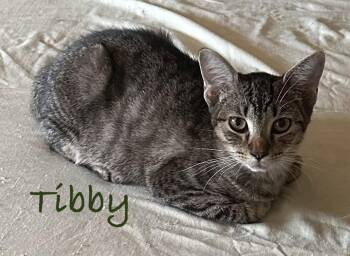 Tibby -  Domestic Short Hair Cat for Adoption in Longwood, Florida - Tibby | PetCurious