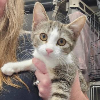 Mary -  Domestic Short Hair Cat for Adoption in Spokane, Washington - Mary | PetCurious