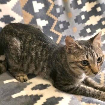 Brock -  Domestic Short Hair Cat for Adoption in Panama City, Florida - Brock | PetCurious