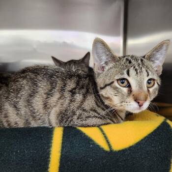 Freddie -  Domestic Short Hair Cat for Adoption in Walker, Michigan - Freddie | PetCurious