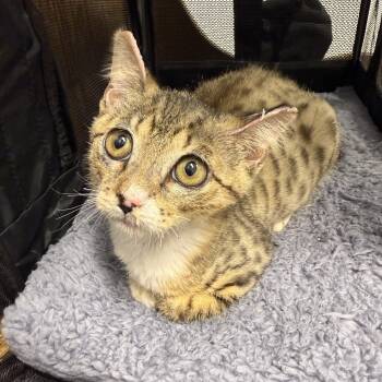 Sizzle -  Domestic Short Hair Cat for Adoption in Birmingham, Alabama - Sizzle | PetCurious
