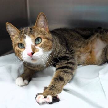 Bobo -  Domestic Short Hair Cat for Adoption in Michigan City, Indiana - Bobo | PetCurious