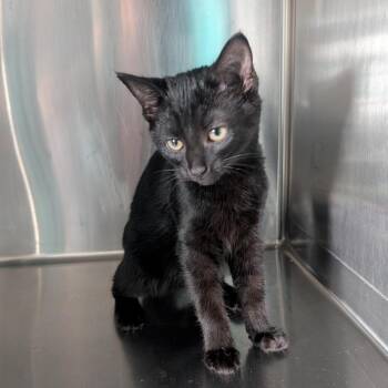 Domestic Short Hair Cats Available for Adoption - Darth Kittious | PetCurious