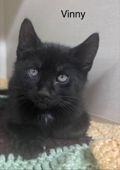 Vinny -  Domestic Short Hair Cat for Adoption in Ulster, Pennsylvania - Vinny | PetCurious