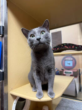 Rescue Domestic Short Hair and Russian Blue Cats for Adoption in Los Angeles, California - Sal | PetCurious