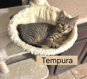 Tempura -  Domestic Short Hair Cat for Adoption in Greenwood, Indiana - Tempura | PetCurious