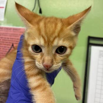 Gorgonzola -  Domestic Short Hair Cat for Adoption in St. Helena, California - Gorgonzola | PetCurious
