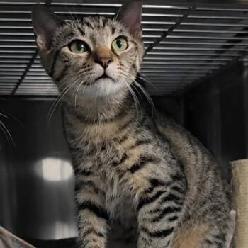 James -  Domestic Short Hair Cat for Adoption in Quincy, Ohio - James | PetCurious