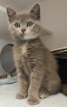 Echo -  Dilute Tortoiseshell Cat for Adoption in Washburn, Wisconsin - Echo | PetCurious