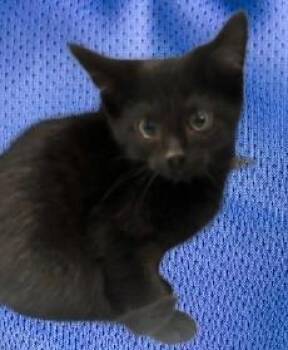 Char -  Domestic Short Hair Cat for Adoption in Simcoe, Ontario - Char | PetCurious