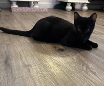 Lemur -  Domestic Short Hair Cat for Adoption in Lincoln, California - Lemur | PetCurious