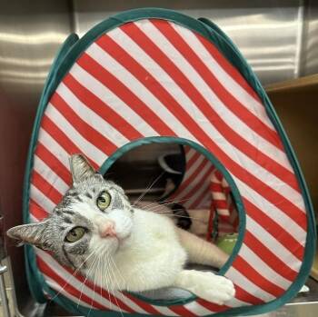 Domestic Short Hair Cats Available for Adoption - Sally | PetCurious