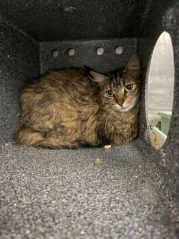 Domestic Medium Hair and Domestic Short Hair Cats Available for Adoption in Sevierville, Tennessee - Sarsaparilla | PetCurious