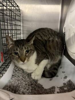 A2081235 -  Domestic Short Hair Cat for Adoption in Houston, Texas - A2081235 | PetCurious