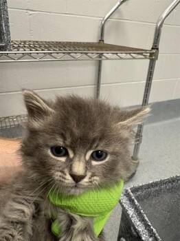 BILBO -  Domestic Short Hair Cat for Adoption in Indianapolis, Indiana - BILBO | PetCurious