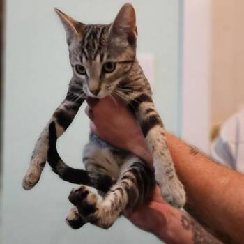 Andy -  Domestic Short Hair Cat for Adoption in Elverta, California - Andy | PetCurious