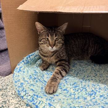 Domestic Short Hair Cats Available for Adoption in Richland Center, Wisconsin - Bjorn | PetCurious