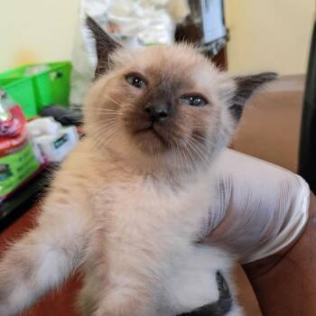 Cuatro -  Domestic Short Hair Cat for Adoption in Lynchburg, Virginia - Cuatro | PetCurious