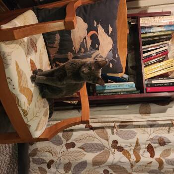 Rescue Domestic Short Hair Cats for Adoption in Mineola, Texas - Feather | PetCurious