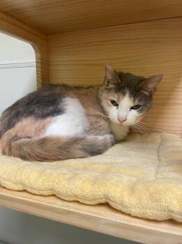 Rescue Domestic Short Hair Cats for Adoption in New Philadelphia, Ohio - Cornflakes | PetCurious