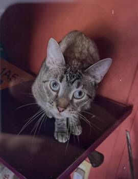 Siamese and Domestic Short Hair Cats Available for Adoption in Fort Myers, Florida - S