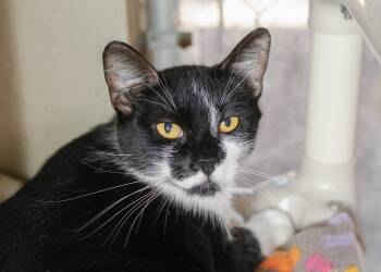 Lolly -  Domestic Short Hair Cat for Adoption in Boise, Idaho - Lolly | PetCurious