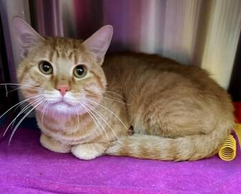 DUSTY -  Domestic Short Hair Cat for Adoption in Derwood, Maryland - DUSTY | PetCurious