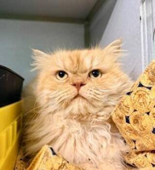 Persian Cats Available for Adoption - Mugsy | PetCurious