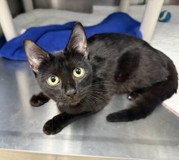 Rescue Domestic Short Hair Cats for Adoption in La Crescent, Minnesota - ULANI | PetCurious