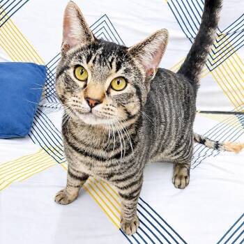 Mossie -  American Shorthair Cat for Adoption in Philadelphia, Pennsylvania - Mossie | PetCurious