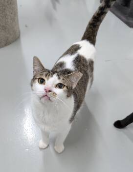 Rescue American Shorthair and Domestic Short Hair Cats for Adoption in West Palm Beach, Florida - Miriam | PetCurious