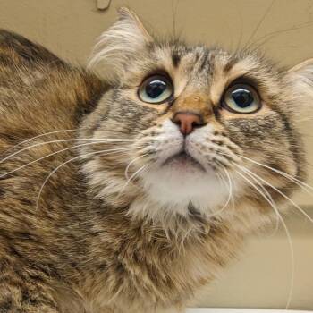 Domestic Medium Hair Cats Available for Adoption in Spokane, Washington - Little Lady | PetCurious