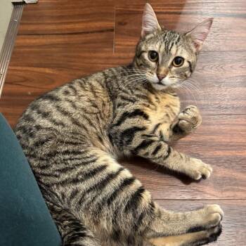 Domestic Short Hair Cats Available for Adoption in Washougal, Washington - Alien | PetCurious