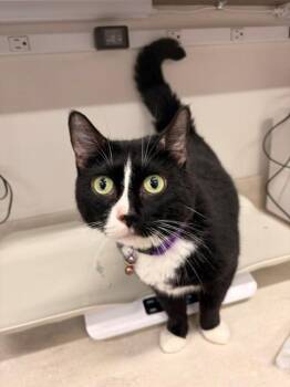 BOOTS -  Domestic Short Hair Cat for Adoption in Baytown, Texas - BOOTS | PetCurious