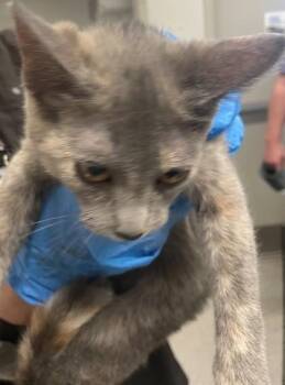 Domestic Short Hair Cats Available for Adoption in Shreveport, Louisiana - Stitch | PetCurious