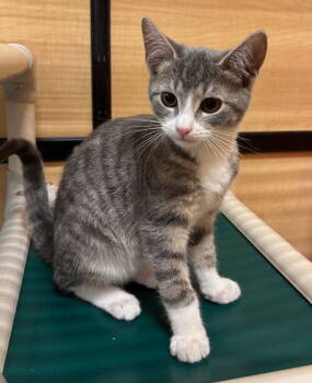 Rescue Tabby Cats for Adoption in Greenville, Delaware - Walker (FCID# 10/20/2025 - 49 Glen Mills PS) | PetCurious