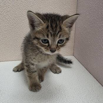 Pebbles -  Domestic Short Hair Cat for Adoption in Jupiter, Florida - Pebbles | PetCurious