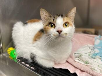 Domestic Short Hair Cats Available for Adoption in Fort Wayne, Indiana - RUTH | PetCurious