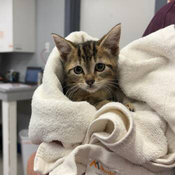 Meatloaf -  Domestic Short Hair Cat for Adoption in Spokane, Washington - Meatloaf | PetCurious