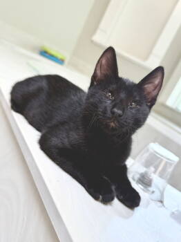 Rescue Domestic Short Hair and Bombay Cats for Adoption in Texarkana, Texas - Minnow | PetCurious