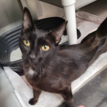 Rescue Domestic Short Hair Cats for Adoption in Belfair, Washington - Georgia | PetCurious