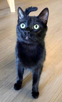 Orion -  Bombay and Domestic Short Hair Cat for Adoption in Palo Alto, California - Orion | PetCurious