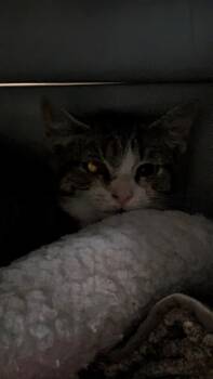 Scrap Paper -  Domestic Short Hair Cat for Adoption in Papillion, Nebraska - Scrap Paper | PetCurious