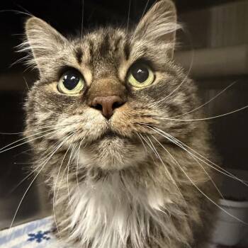 Domestic Long Hair Cats Available for Adoption in Marion, Virginia - Sadie | PetCurious