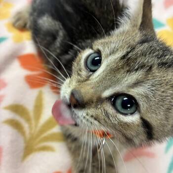 Domestic Short Hair Cats Available for Adoption in Tulsa, Oklahoma - Archie | PetCurious