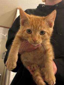 Copper -  Domestic Short Hair Cat for Adoption in Thompson Falls, Montana - Copper | PetCurious