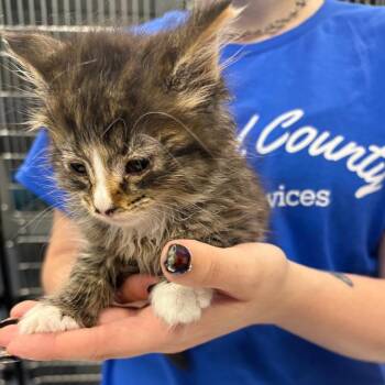 MOP -  Domestic Short Hair Cat for Adoption in Greensboro, North Carolina - MOP | PetCurious