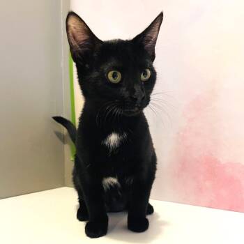 Domestic Short Hair Cats Available for Adoption in Fredericksburg, Virginia - Ebony Saw | PetCurious